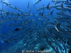 Barracuda race....first to reach the diver !!
Another ba... by Jackie Campbell 